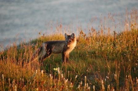 Curious Polar Fox