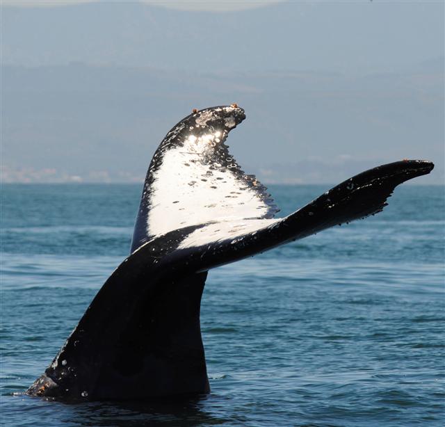Whale tail