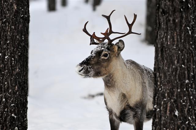Reindeer in the wild