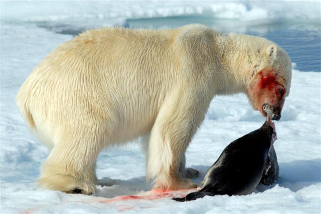 Polar bear that caught a seal