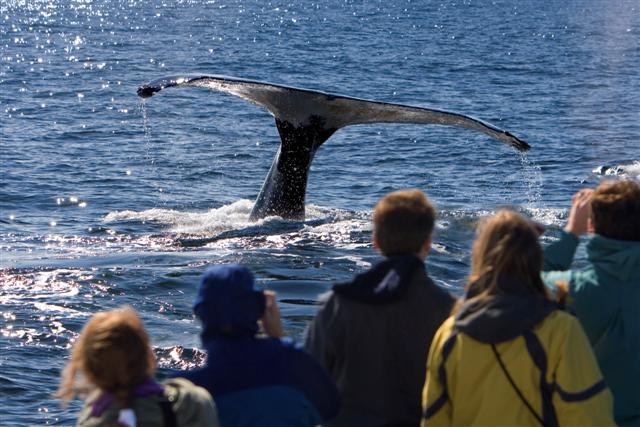 Whale watching