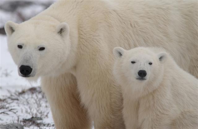 Polar bears