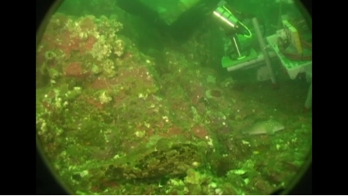 Sea bed camera