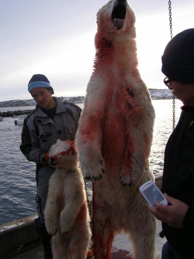 The bear and her cub shot in Greenland