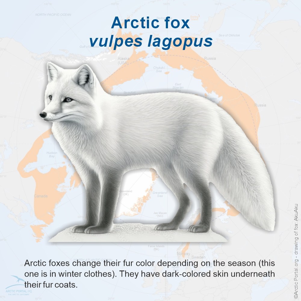 Arctic Fox - vulpes lagopus