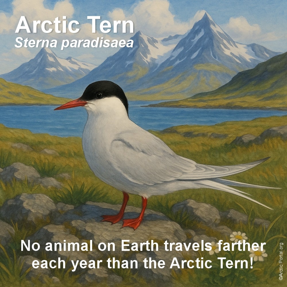 Arctic Tern - Sterna Paradisaea