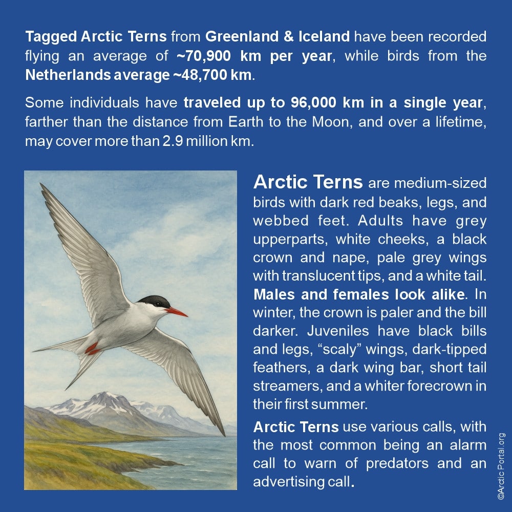 Arctic Tern - About - Quick Facts