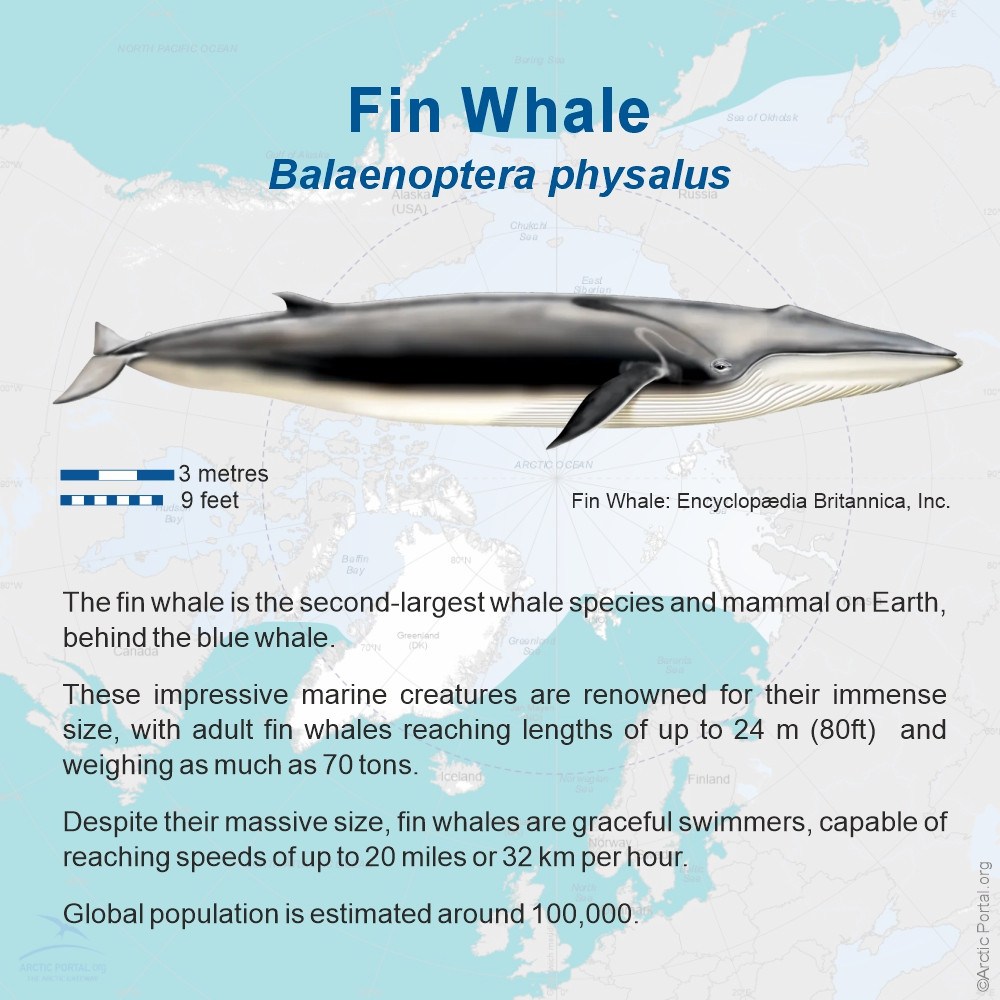 Fin whale (Balaenoptera physalus)