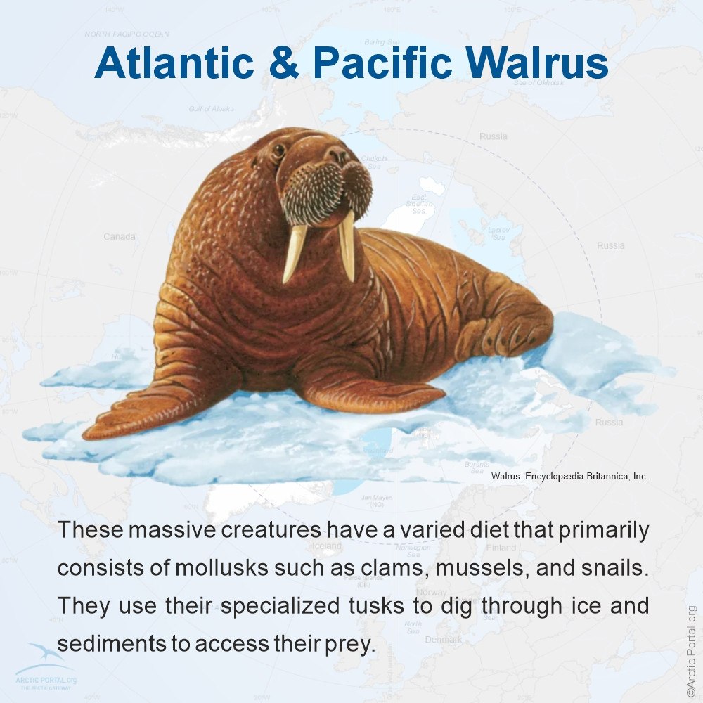 Walrus (Odobenus rosmarus)