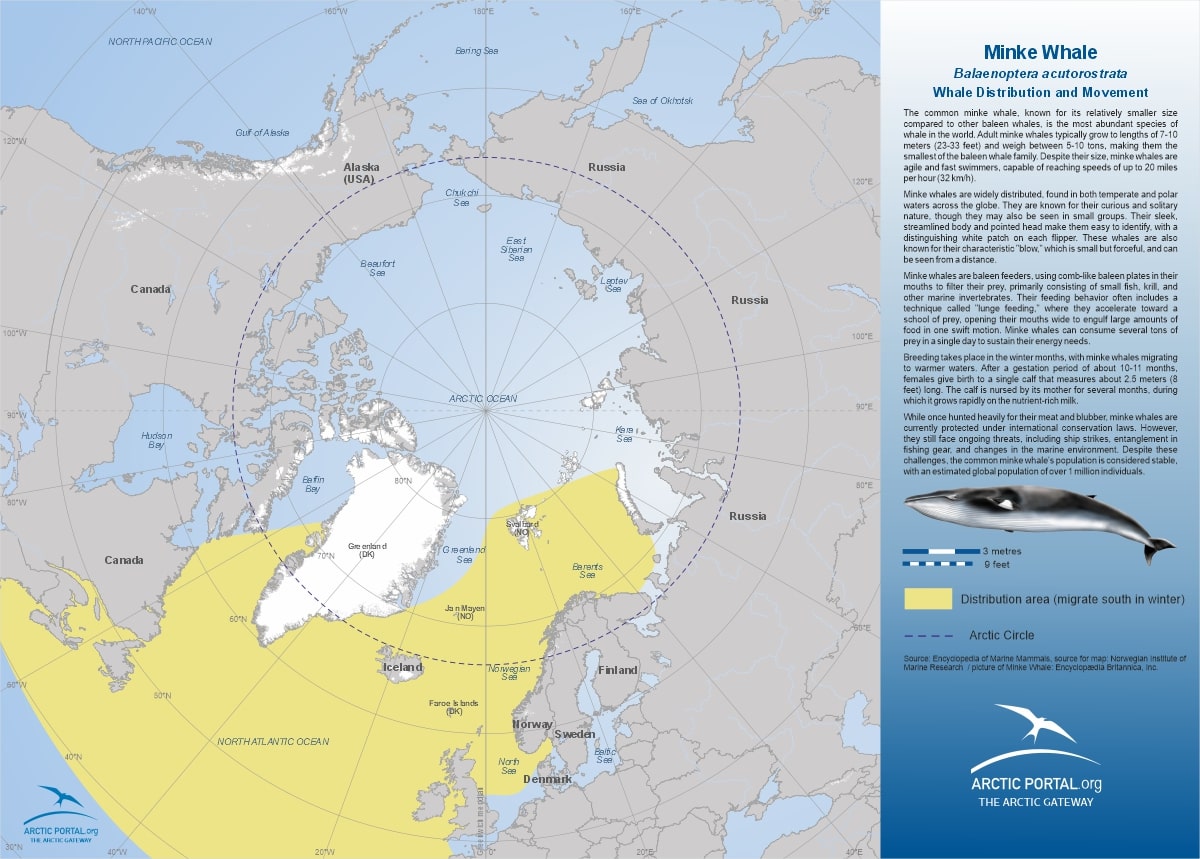 Arctic Portal Map - Common Minke Whale Distribution and Movement