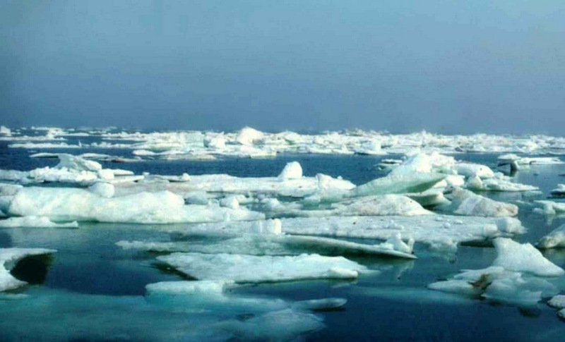 arctic sea ice