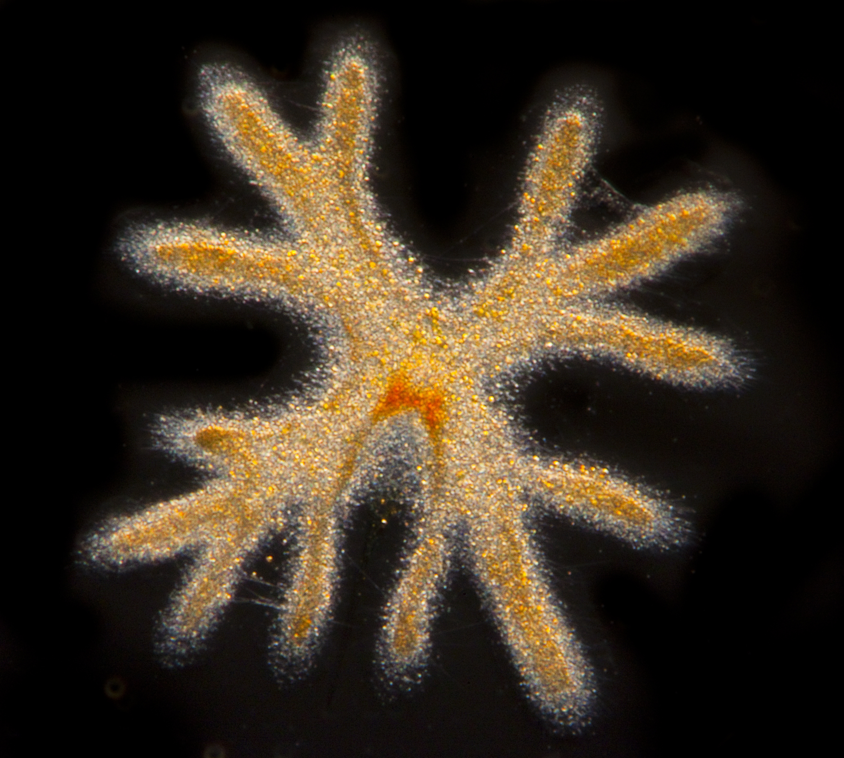 Radiolaire libre de droits pour utilisation non commerciale Christian Sardet Noé Sardet Chroniques du plancton Fondation Tara Océan cr