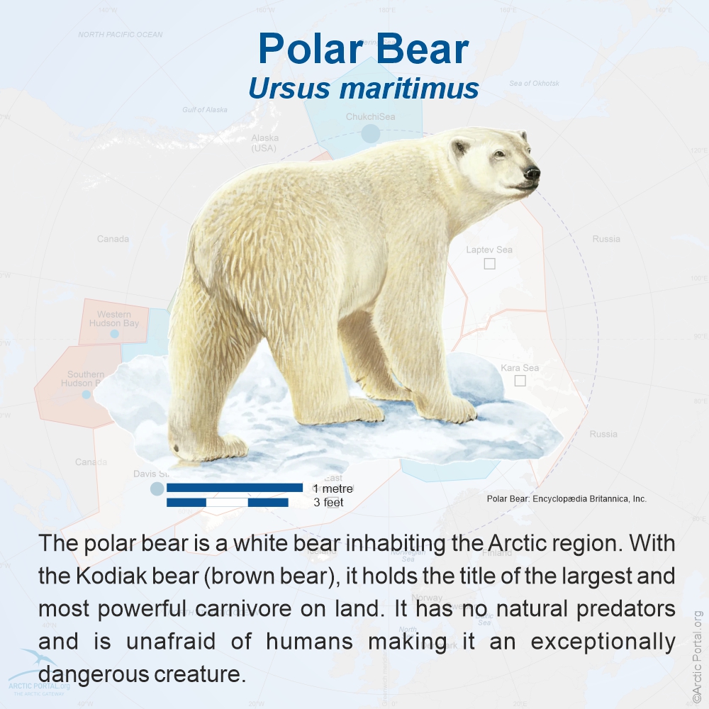 Photo Polar Bear