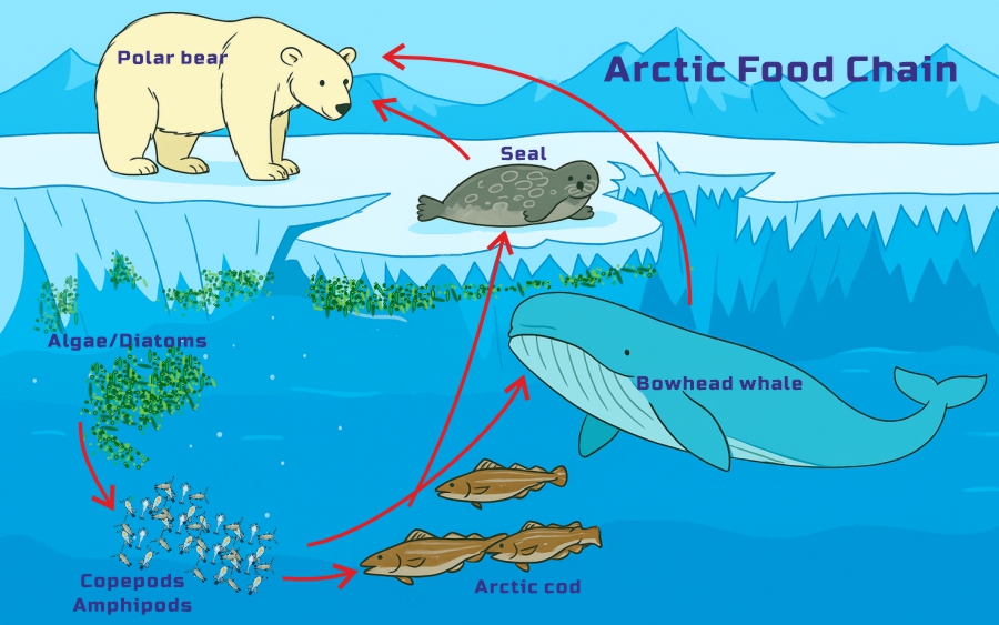 Arctic Food Chain 2025