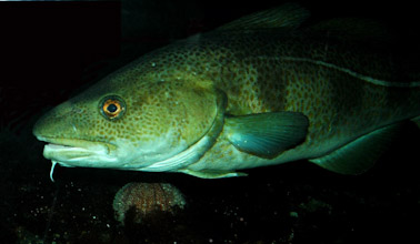 Cod up close