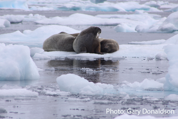 Sea_ice_gary_donalds