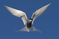 Arctic Tern