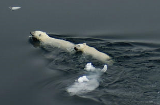 Polar Bear swimming in the ocean